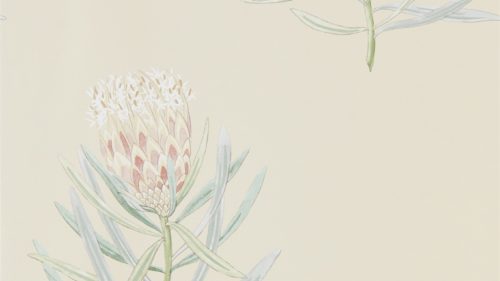 Protea Flower 216329